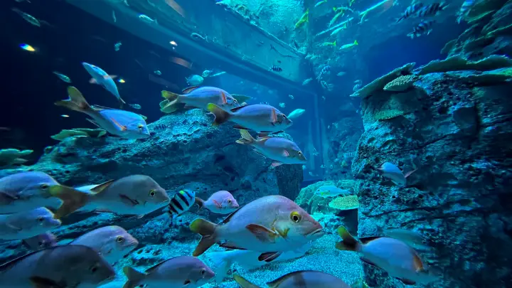 足摺海洋館SATOUMI 竜串湾大水槽