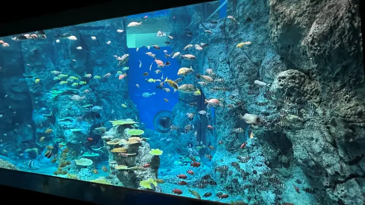 足摺海洋館SATOUMI 竜串湾大水槽