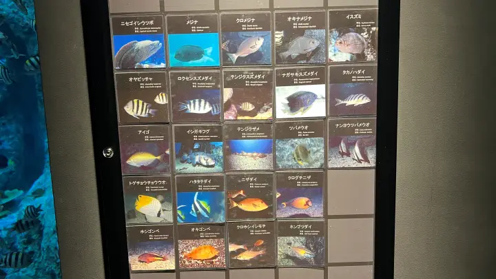 足摺海洋館SATOUMI 竜串湾大水槽に居る魚達