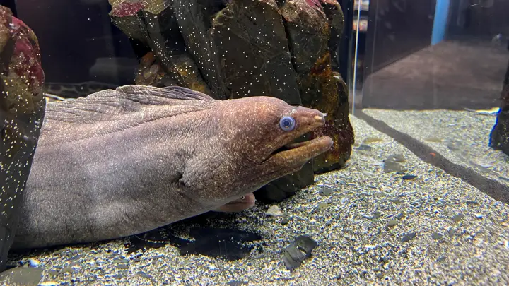足摺海洋館SATOUMI ウツボ