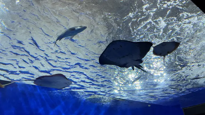 足摺海洋館SATOUMI 竜串湾大水槽 頭上を泳ぐ大型の魚達