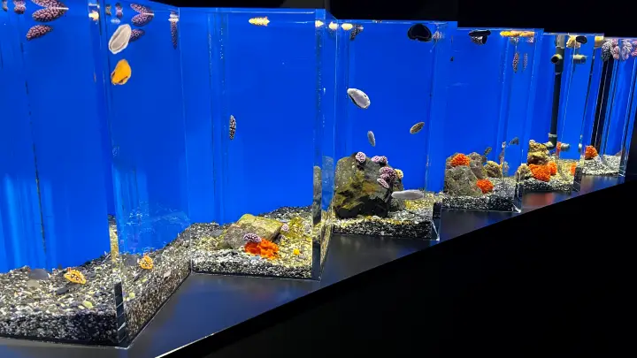 足摺海洋館SATOUMI クラゲエリア
