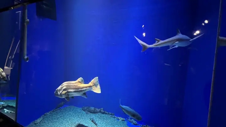足摺海洋館SATOUMI 水槽で泳ぐ魚達