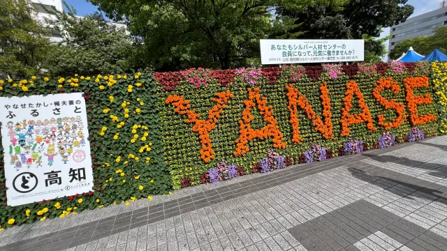 高知市中心街を散策したGW ひろめ市場 高知城 春花まつり 風工房イチゴアイス