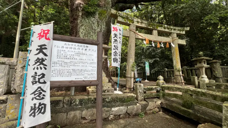 傘 おみくじ 梅雨の仁井田神社で運を開こう 風車や風鈴が並ぶ廻廊