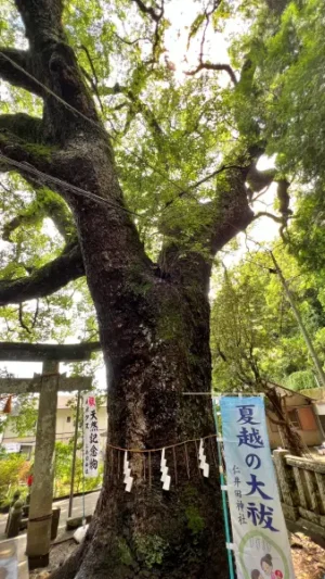 傘 おみくじ 梅雨の仁井田神社で運を開こう 風車や風鈴が並ぶ廻廊