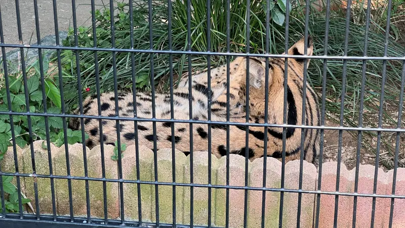 わんぱーくこうち 無料の動物園 遊具や滝で水遊び 家族みんなで楽しもう!