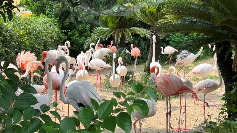 わんぱーくこうち 無料の動物園 遊具や滝で水遊び 家族みんなで楽しもう!