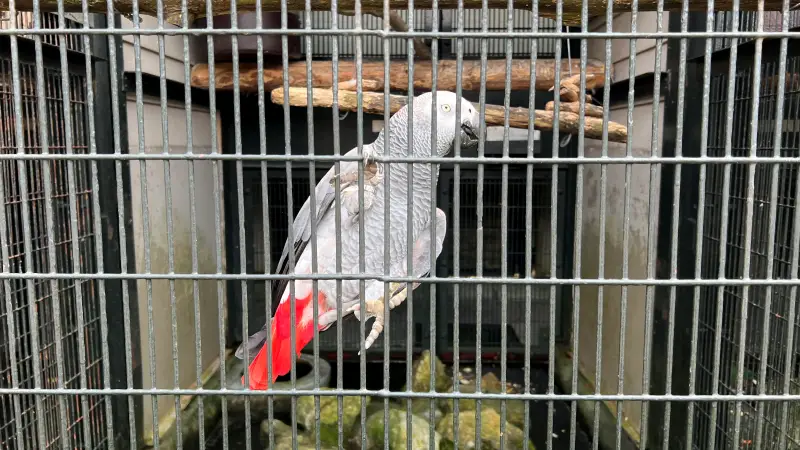 わんぱーくこうち 無料の動物園 遊具や滝で水遊び 家族みんなで楽しもう!