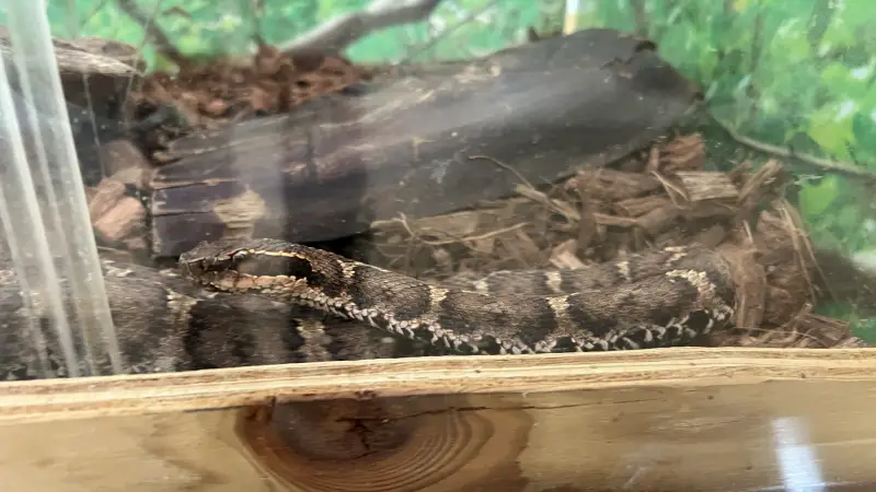 わんぱーくこうち 無料の動物園 遊具や滝で水遊び 家族みんなで楽しもう!