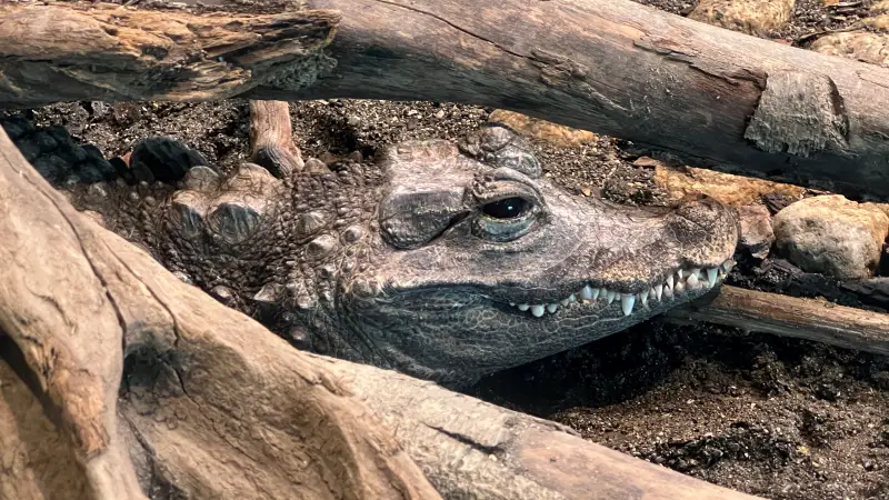 わんぱーくこうち 無料の動物園 遊具や滝で水遊び 家族みんなで楽しもう!