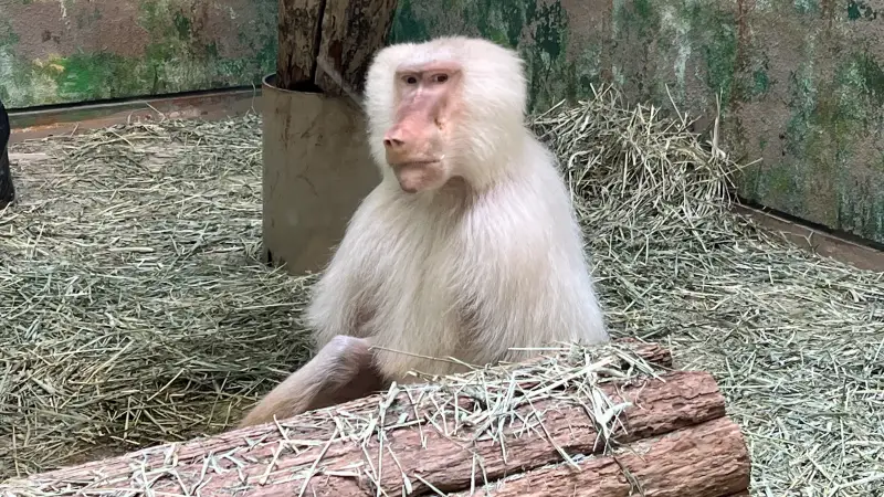 わんぱーくこうち 無料の動物園 遊具や滝で水遊び 家族みんなで楽しもう!