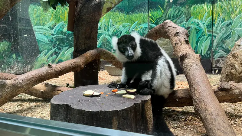 わんぱーくこうち 無料の動物園 遊具や滝で水遊び 家族みんなで楽しもう!