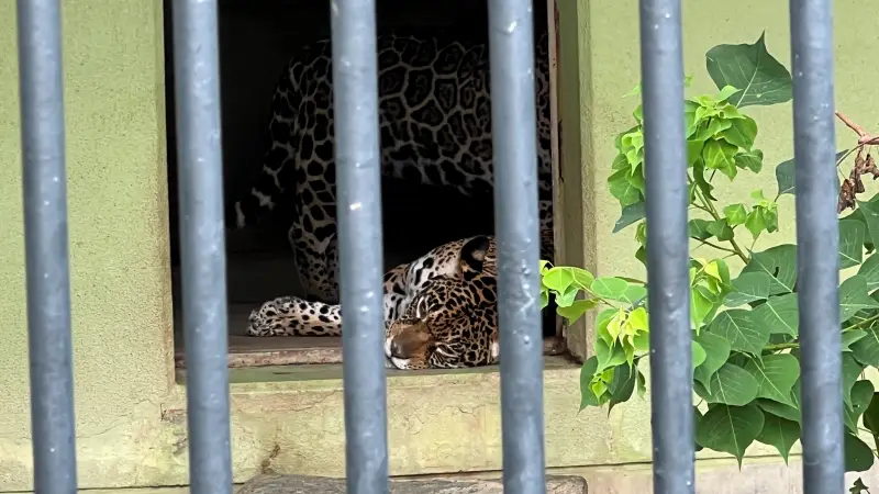 わんぱーくこうち 無料の動物園 遊具や滝で水遊び 家族みんなで楽しもう!