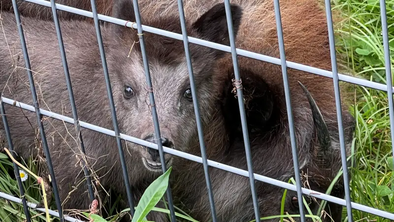わんぱーくこうち 無料の動物園 遊具や滝で水遊び 家族みんなで楽しもう!