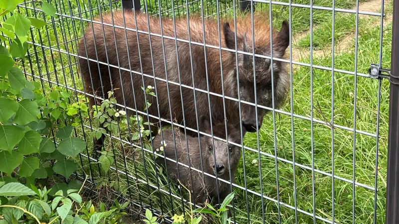 わんぱーくこうち 無料の動物園 遊具や滝で水遊び 家族みんなで楽しもう!