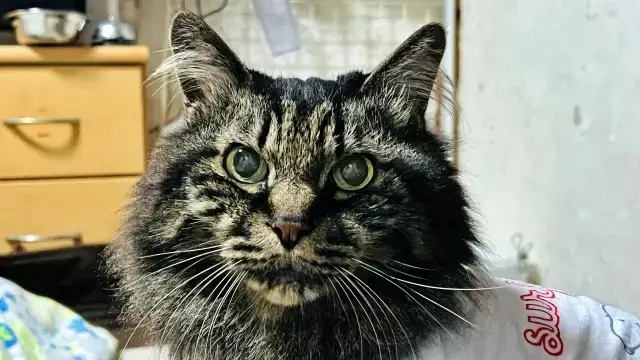 わんぱーくこうち 無料の動物園 遊具や滝で水遊び 家族みんなで楽しもう!