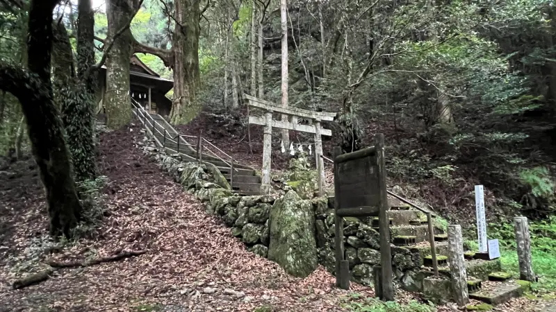鳥居杉 日本でここだけ！？ 生きた鳥居はどこにある？ 高知の穴場パワースポット
