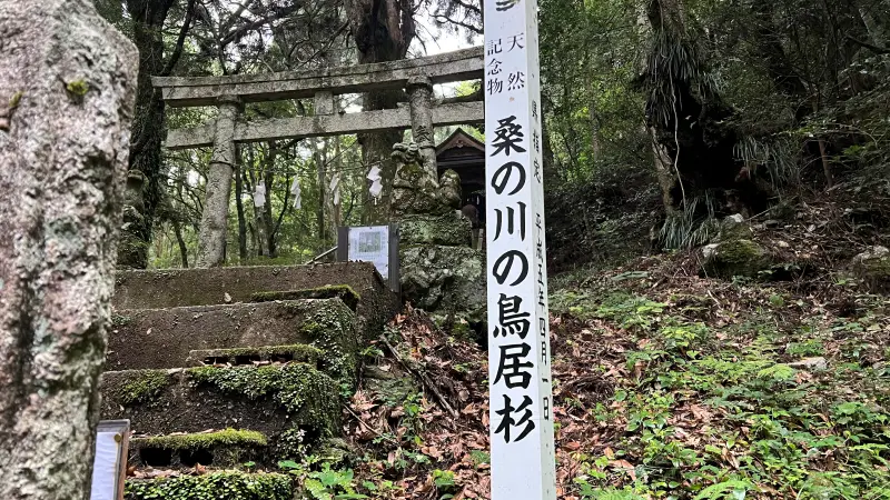 鳥居杉 日本でここだけ！？ 生きた鳥居はどこにある？ 高知の穴場パワースポット