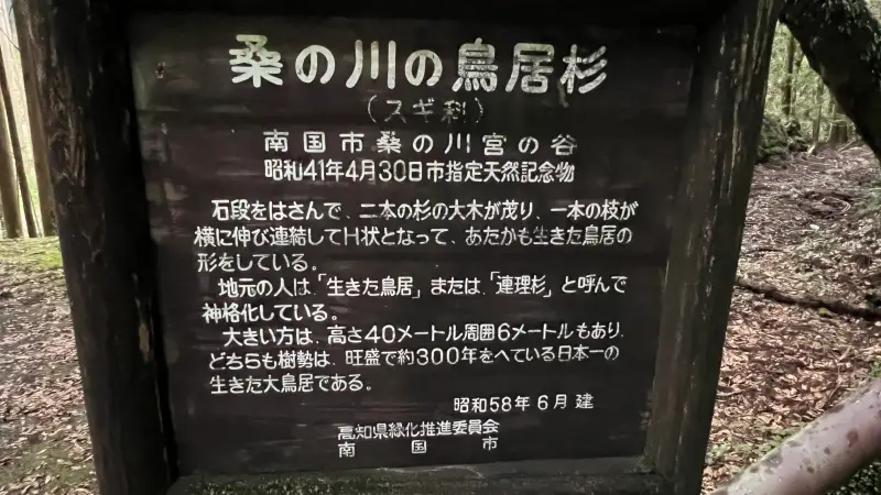 鳥居杉 日本でここだけ！？ 生きた鳥居はどこにある？ 高知の穴場パワースポット