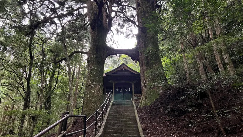鳥居杉 日本でここだけ！？ 生きた鳥居はどこにある？ 高知の穴場パワースポット