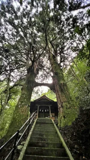 鳥居杉 日本でここだけ！？ 生きた鳥居はどこにある？ 高知の穴場パワースポット