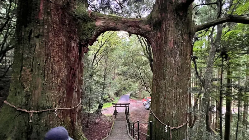 鳥居杉 日本でここだけ！？ 生きた鳥居はどこにある？ 高知の穴場パワースポット