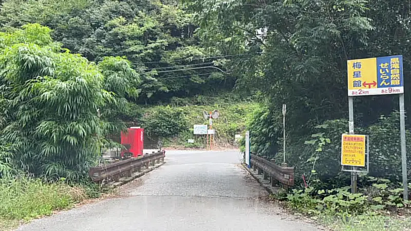 鳥居杉 日本でここだけ！？ 生きた鳥居はどこにある？ 高知の穴場パワースポット