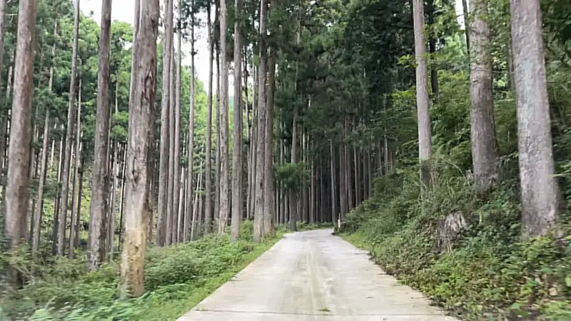 鳥居杉 日本でここだけ！？ 生きた鳥居はどこにある？ 高知の穴場パワースポット