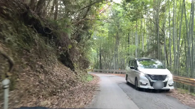 鳥居杉 日本でここだけ！？ 生きた鳥居はどこにある？ 高知の穴場パワースポット
