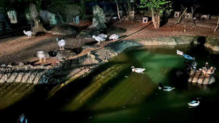 のいち動物公園 夜の大人気イベント のいちdeナイトを楽しむ