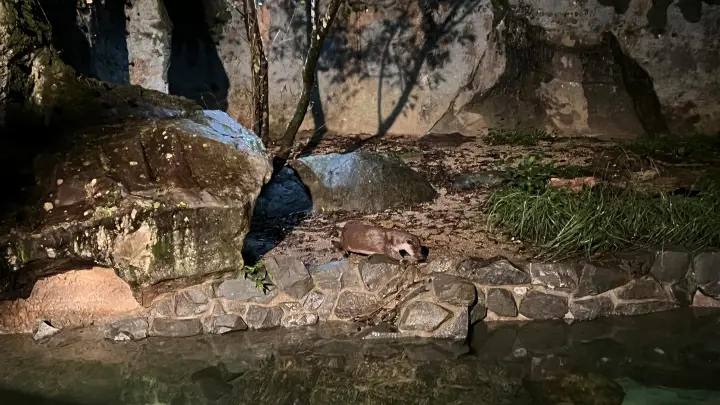 のいち動物公園 夜の大人気イベント のいちdeナイトを楽しむ