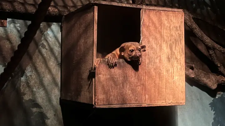 のいち動物公園 夜の大人気イベント のいちdeナイトを楽しむ