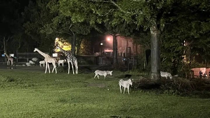 のいち動物公園 夜の大人気イベント のいちdeナイトを楽しむ