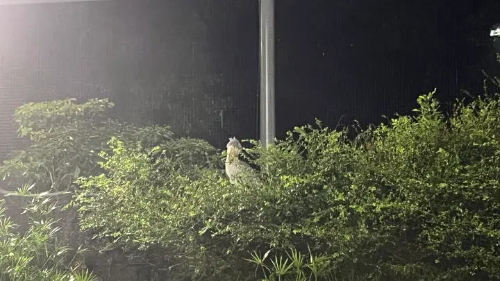 のいち動物公園 夜の大人気イベント のいちdeナイトを楽しむ