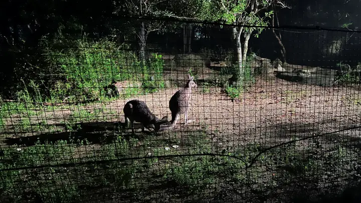 のいち動物公園 夜の大人気イベント のいちdeナイトを楽しむ