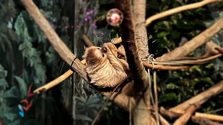 のいち動物公園 夜の大人気イベント のいちdeナイトを楽しむ