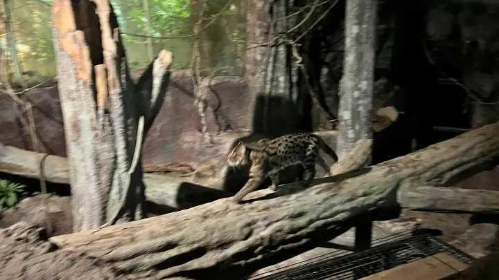 のいち動物公園 夜の大人気イベント のいちdeナイトを楽しむ