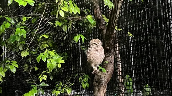 のいち動物公園 夜の大人気イベント のいちdeナイトを楽しむ