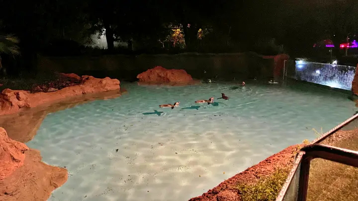 のいち動物公園 夜の大人気イベント のいちdeナイトを楽しむ