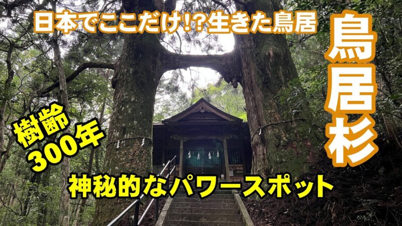 鳥居杉 日本でここだけ！？ 生きた鳥居はどこにある？ 高知の穴場パワースポット
