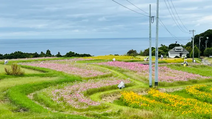奈半利町 コスモス畑と海とカカシを見に秋のドライブ