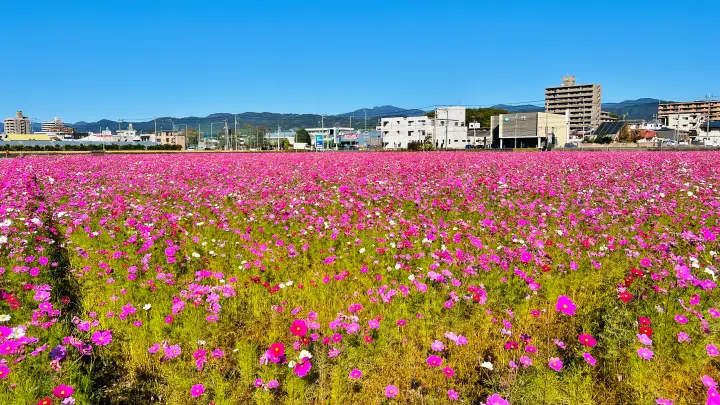 高須のコスモス畑 高知市 秋の風物詩 国道55号線沿いに広がる絶景