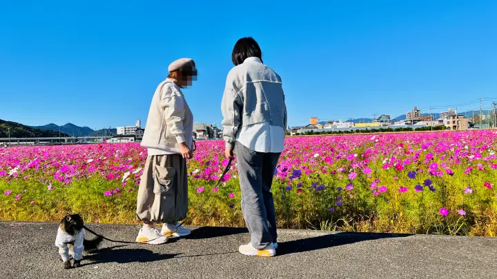 高須のコスモス畑 高知市 秋の風物詩 国道55号線沿いに広がる絶景