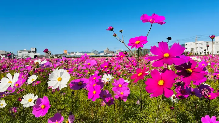 高須のコスモス畑 高知市 秋の風物詩 国道55号線沿いに広がる絶景