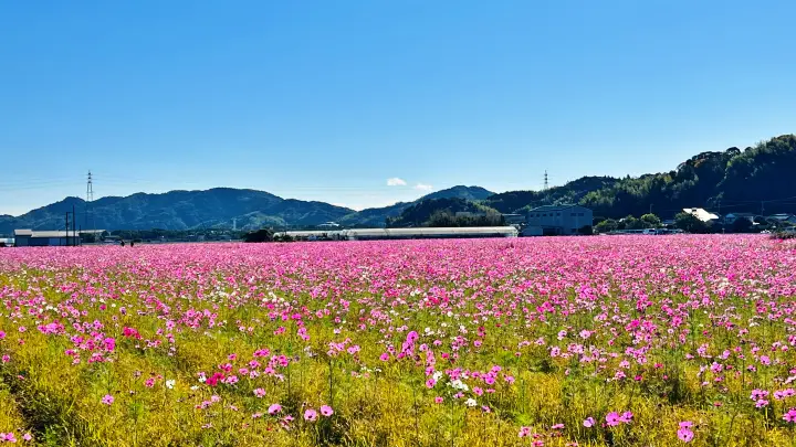 高須コスモス パノラマ絶景