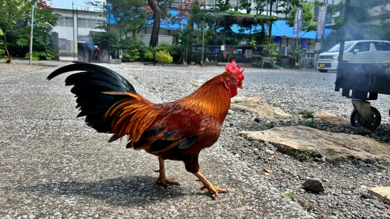 高知大神宮 よさこい稲荷神社 バイク神社としても人気 ニワトリが居る歴史ある神社