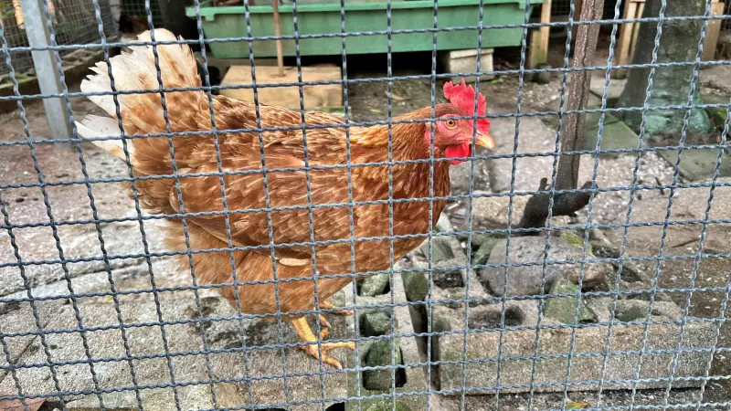 高知大神宮 よさこい稲荷神社 バイク神社としても人気 ニワトリが居る歴史ある神社
