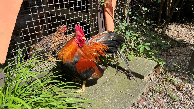 高知大神宮 よさこい稲荷神社 バイク神社としても人気 ニワトリが居る歴史ある神社