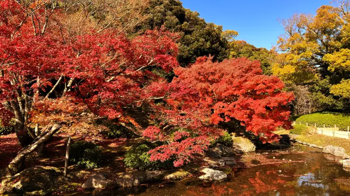 栗林公園 紅葉 高齢の母と一緒に行ってみた 香川県で行くべき観光スポット